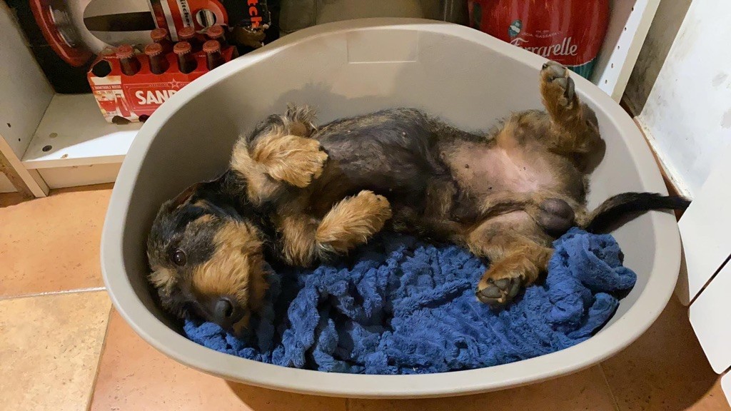 Publication : Kobeddus