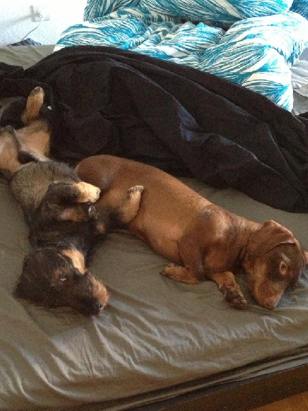 Publication : Kobeddus