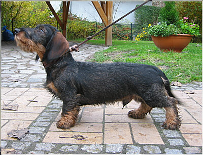 Publication : Kobeddus Auteur : Grit Zillmer / source Kobeddus