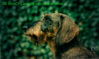 CH. Maestria Von ermel´s wehme