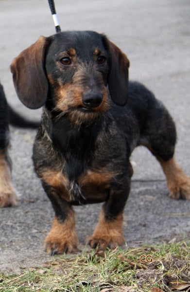 Publication : Kobeddus Auteur : foto Caroline Geerts