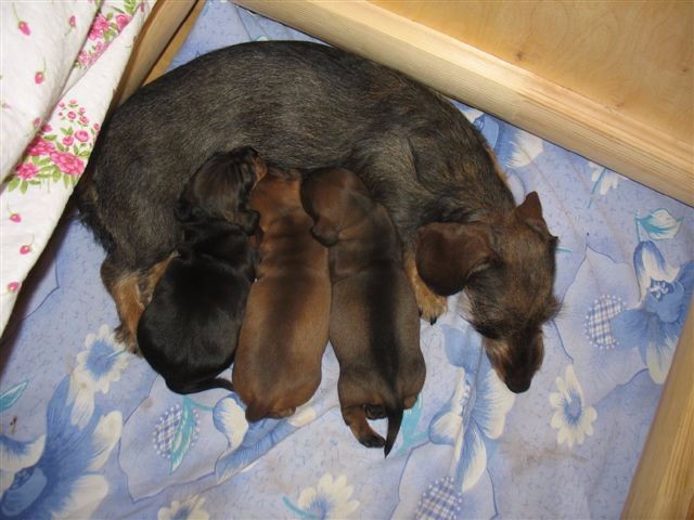 Publication : Kobeddus Auteur : source Kobeddus