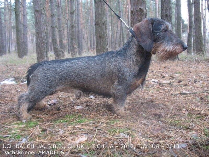 Publication : Kobeddus