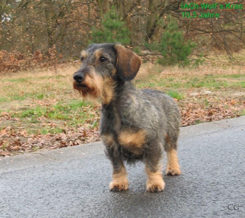 CH. Wolf´s Krac