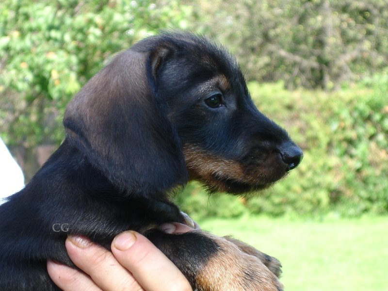 Publication : Kobeddus Auteur : Caroline Geerts