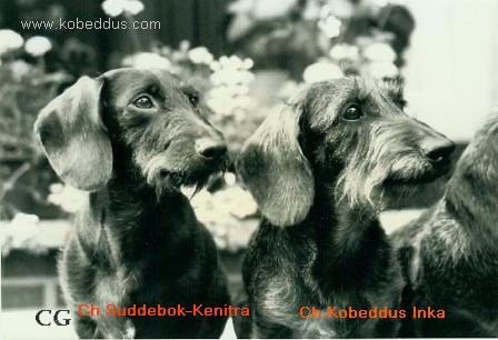 CH. Suddebok Nekenitra