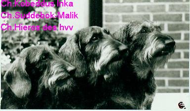 CH. Kobeddus Inka