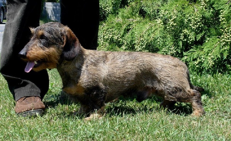 CH. Kobeddus Falbush - Classe Travail : Excellent 2