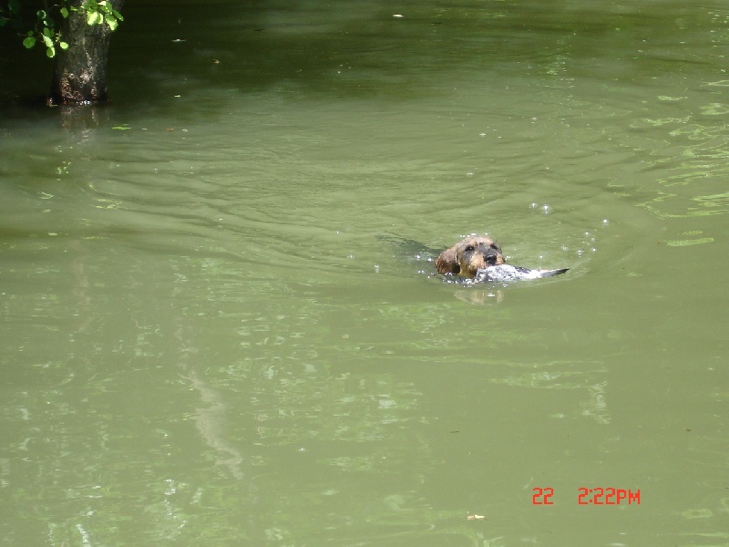 CH. Kobeddus Fridolín - WA.T 1.prix 100pts, Meilleur du concours
