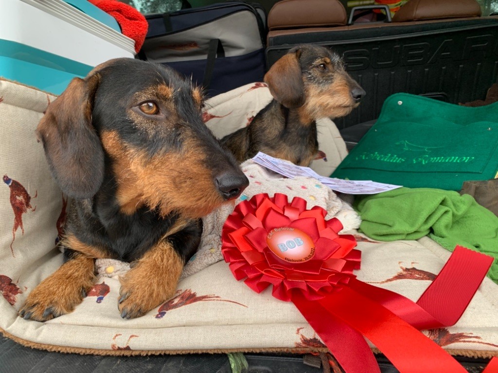 Kobeddus Romanov - Excellent 1, CAC, BOB, BOG 1.