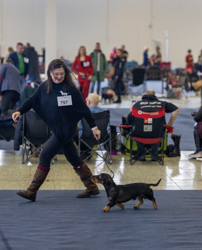 Kobeddus Romanov - excellent 1, CAC