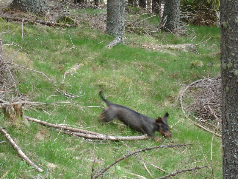 CH. Suddebok Vienna - 7 x Sp 1.prix issus de la même lice