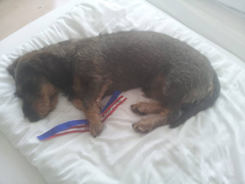 CH. Kobeddus Fridolín - Exc.1,CACA