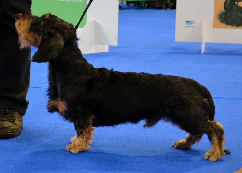 CH. Kobeddus Daikuro - Exc.1,CAC