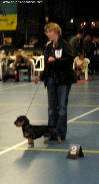 CH. Kobeddus Effendi - V 1 VDH-CAC