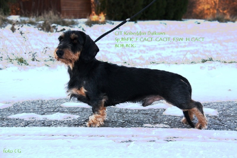 CH. Kobeddus Daikuro - Épreuve -France 1.prix 100pts CACT-CACIT
