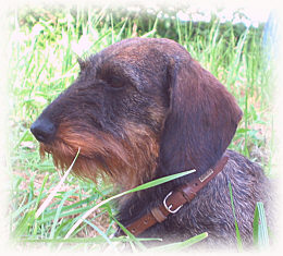 CH. Suddebok Shiras - fille de Shiras: Ch.VDH 2006