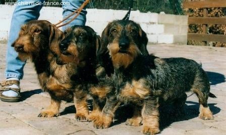 CH. Dip Von den zweien - Champions ...