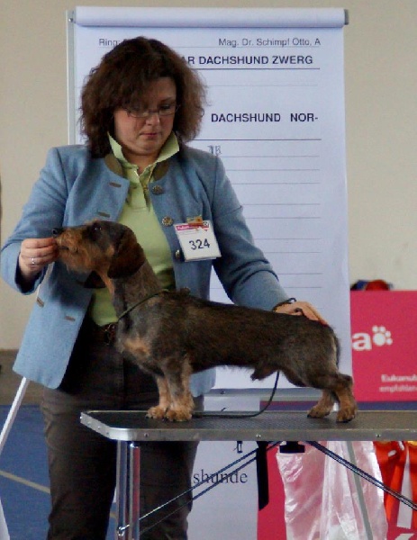 CH. Kobeddus Fridolín - exc.1 CACA,res.CACIB