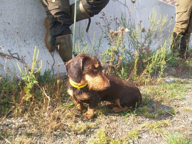 CH. Kobeddus Falbush - fille de Falbush: Sp/J I.prix 100pts