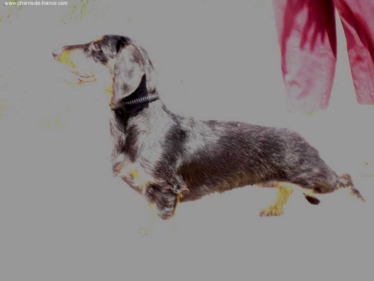 CH. Kobeddus Ebony - 1.excellent CAC/J et Meilleure Jeune