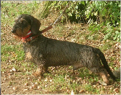 CH. Kobeddus Effendi - Vp 1.Prix avec CACIT