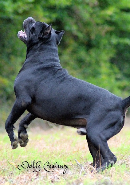 Publication : des Gardiens du Panthéon Auteur : Celine