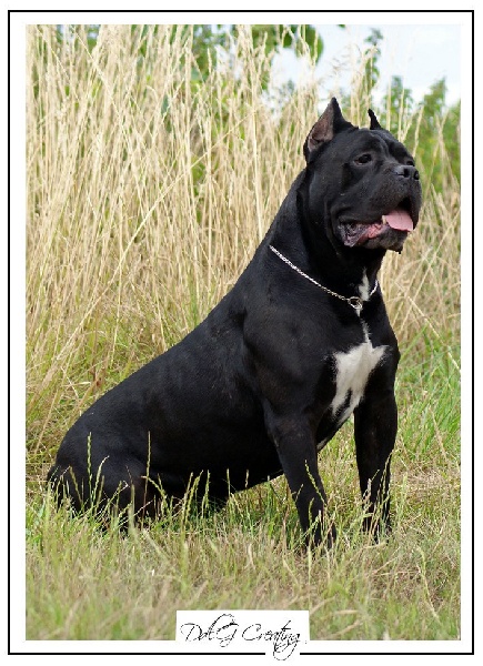 Publication : des Gardiens du Panthéon Auteur : Celine