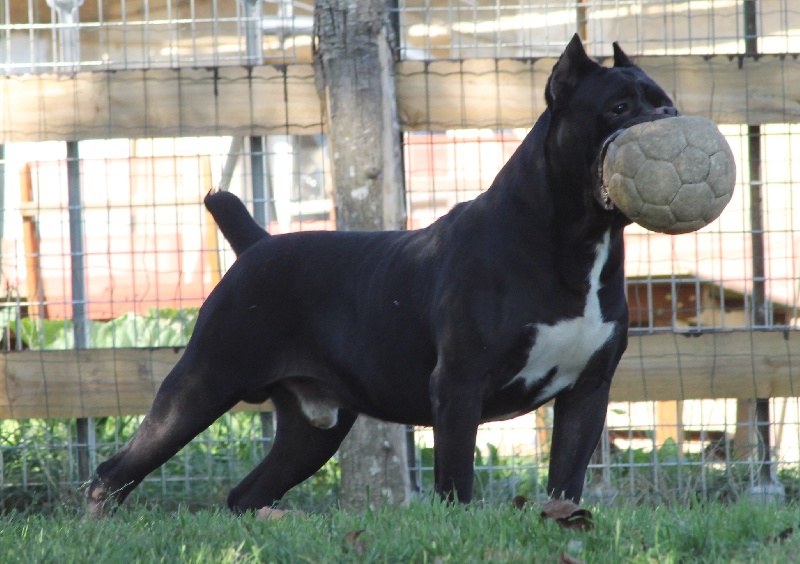 Publication : des Gardiens du Panthéon Auteur : Celine