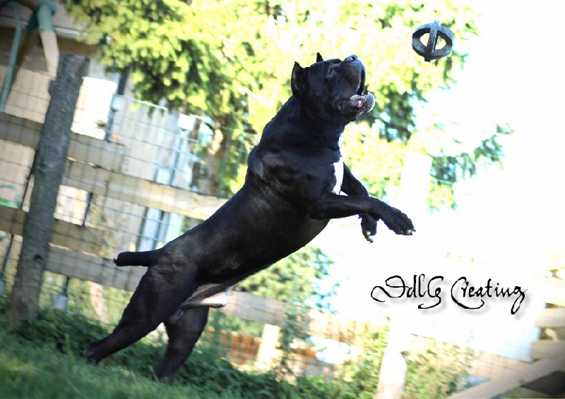 Publication : des Gardiens du Panthéon Auteur : Celine