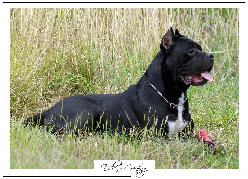 Publication : des Gardiens du Panthéon Auteur : Celine