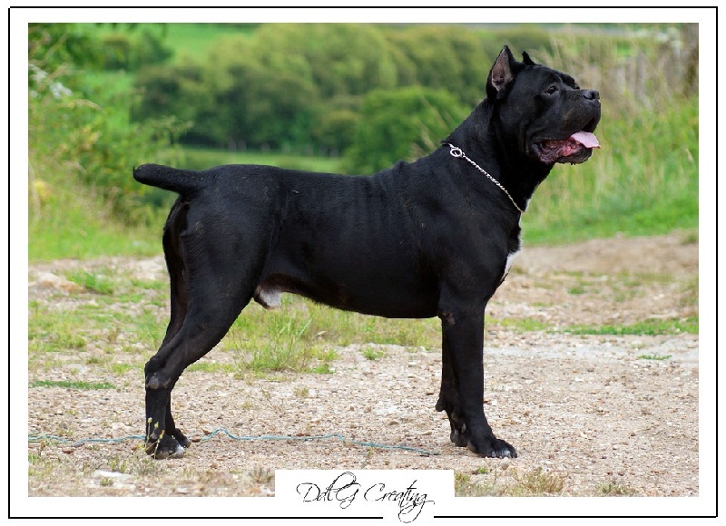 Publication : des Gardiens du Panthéon Auteur : Celine