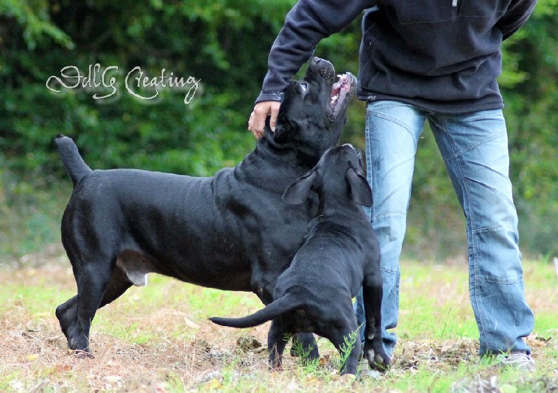 Publication : des Gardiens du Panthéon Auteur : Celine