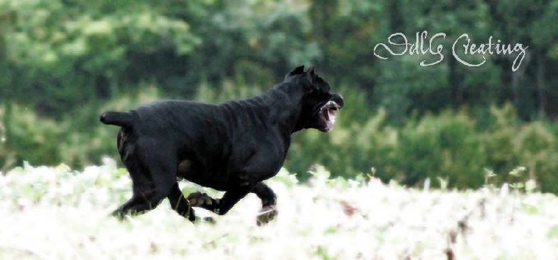 Publication : des Gardiens du Panthéon Auteur : Celine
