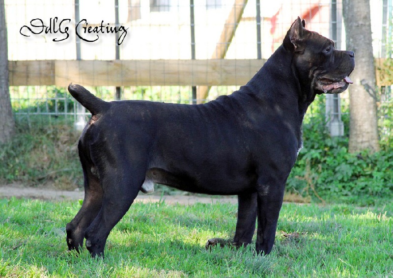 Publication : des Gardiens du Panthéon Auteur : Celine