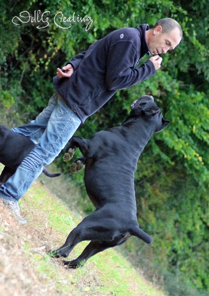 Publication : des Gardiens du Panthéon Auteur : Celine