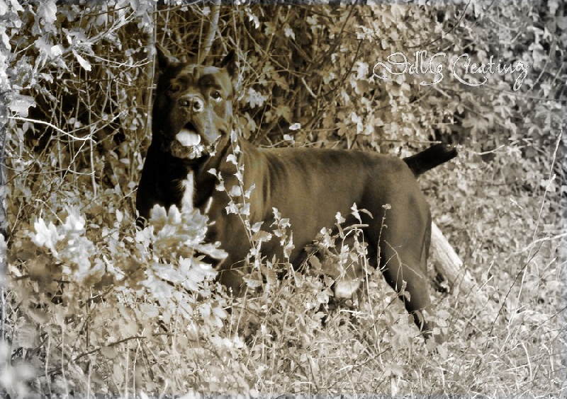 Publication : des Gardiens du Panthéon Auteur : Celine