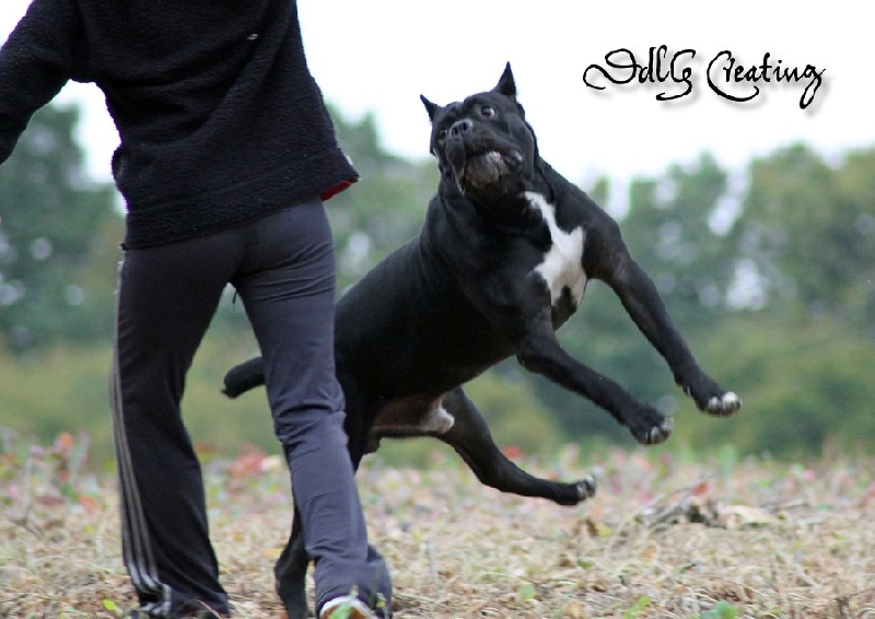 Publication : des Gardiens du Panthéon Auteur : Celine