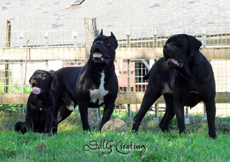 Publication : des Gardiens du Panthéon Auteur : Celine