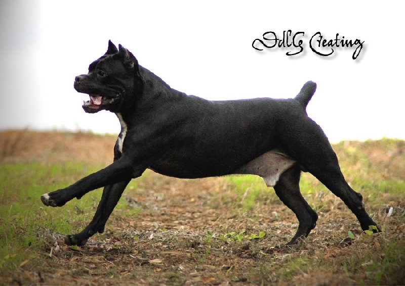 Publication : des Gardiens du Panthéon Auteur : Celine