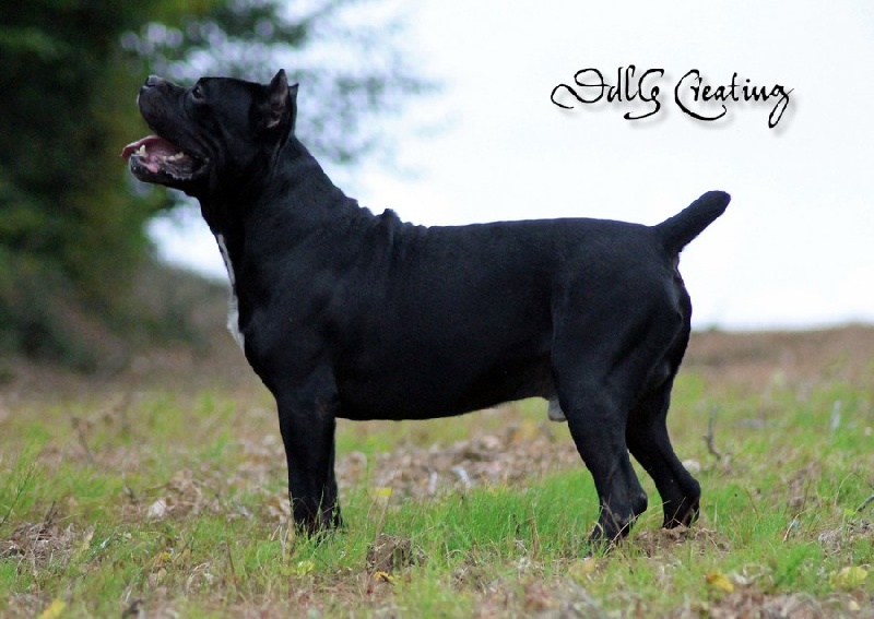 Publication : des Gardiens du Panthéon Auteur : Celine