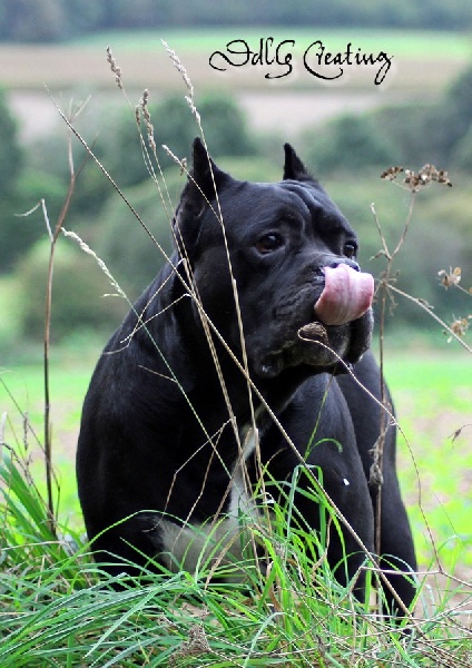 Publication : des Gardiens du Panthéon Auteur : Celine