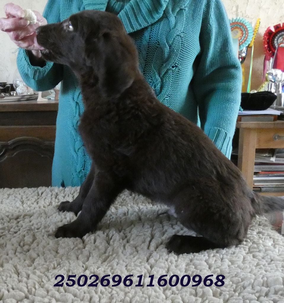 CHIOT 4 - Flat Coated Retriever