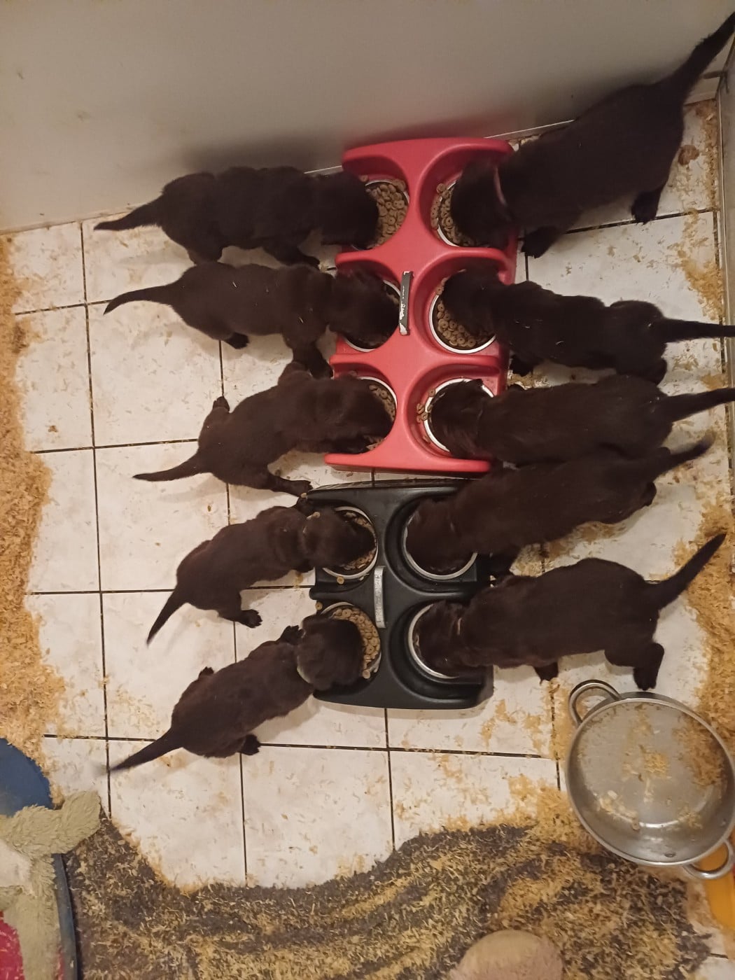 CHIOT 7 - Flat Coated Retriever