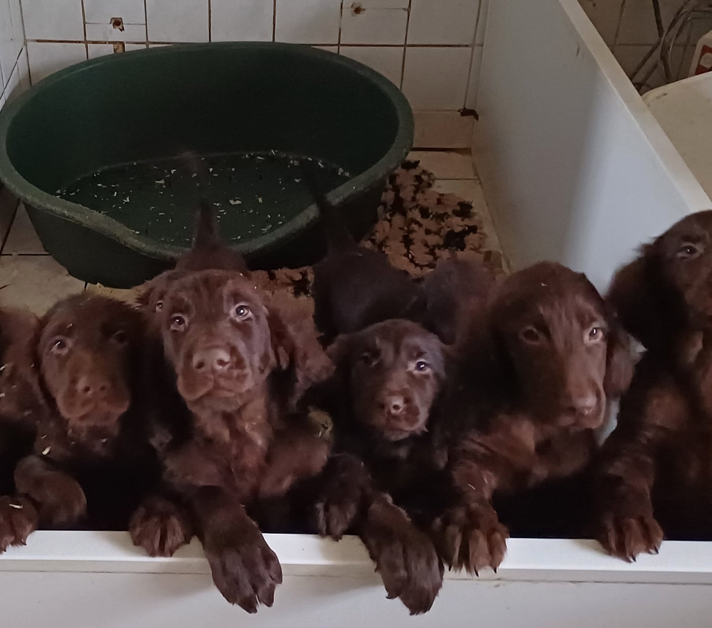 Flat Coated Retriever - Du marais de la sangsurière