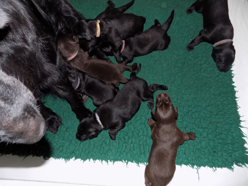 Du marais de la sangsurière - Flat Coated Retriever - Portée née le 09/09/2018