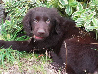 CHIOT 4 - Flat Coated Retriever