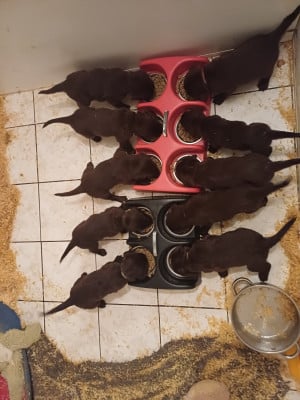 CHIOT 1 - Flat Coated Retriever