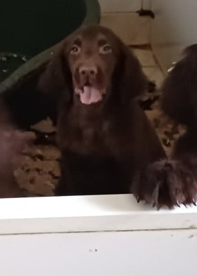 Les chiots de Flat Coated Retriever