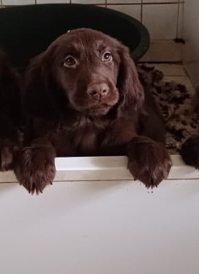 Les chiots de Flat Coated Retriever